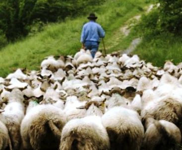 shepherd-leading-sheep1