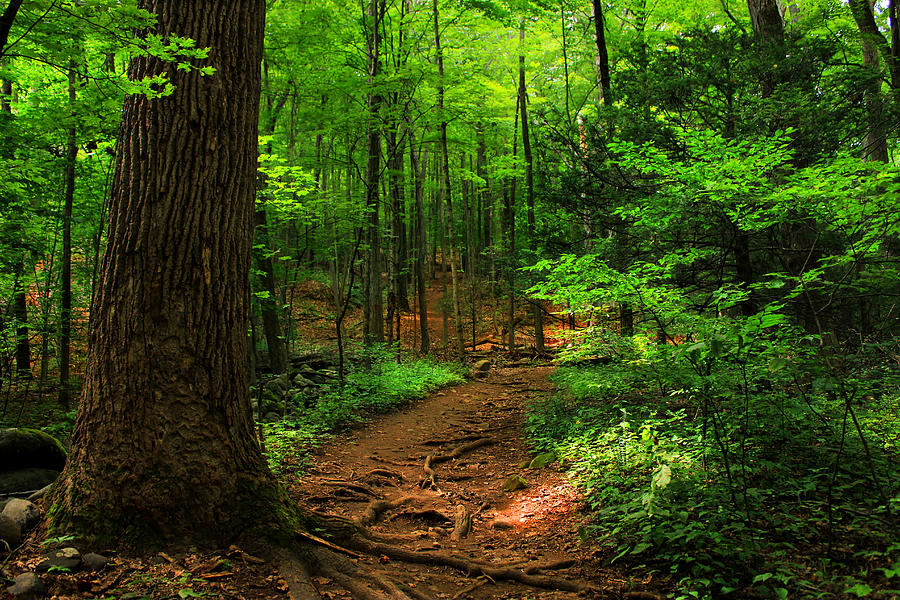 woodland-pathway-cathy-leite